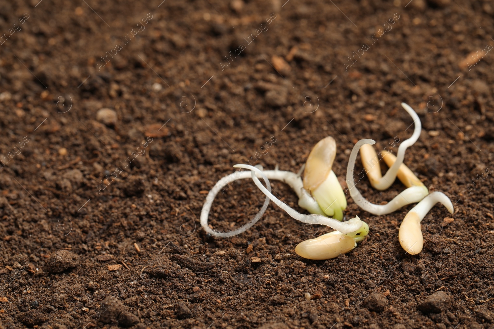 Photo of Little seedlings with roots on fertile soil. Space for text