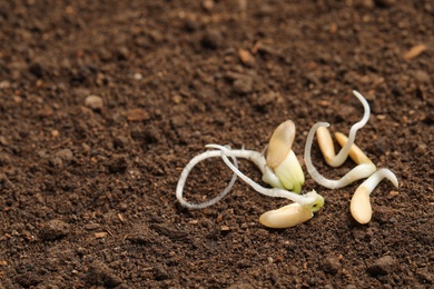 Photo of Little seedlings with roots on fertile soil. Space for text
