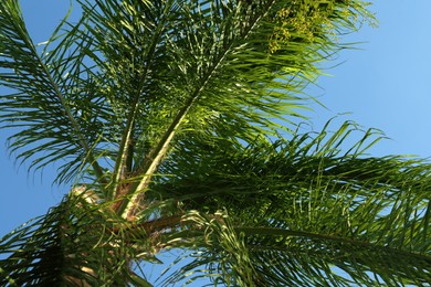 Photo of Beautiful palm tree against blue sky, closeup