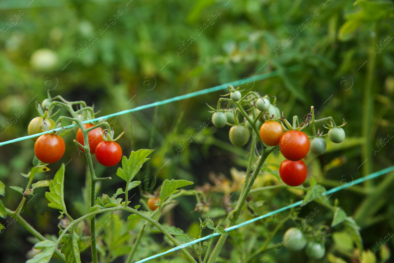 Photo of Tomatoes ripening on bush in kitchen garden