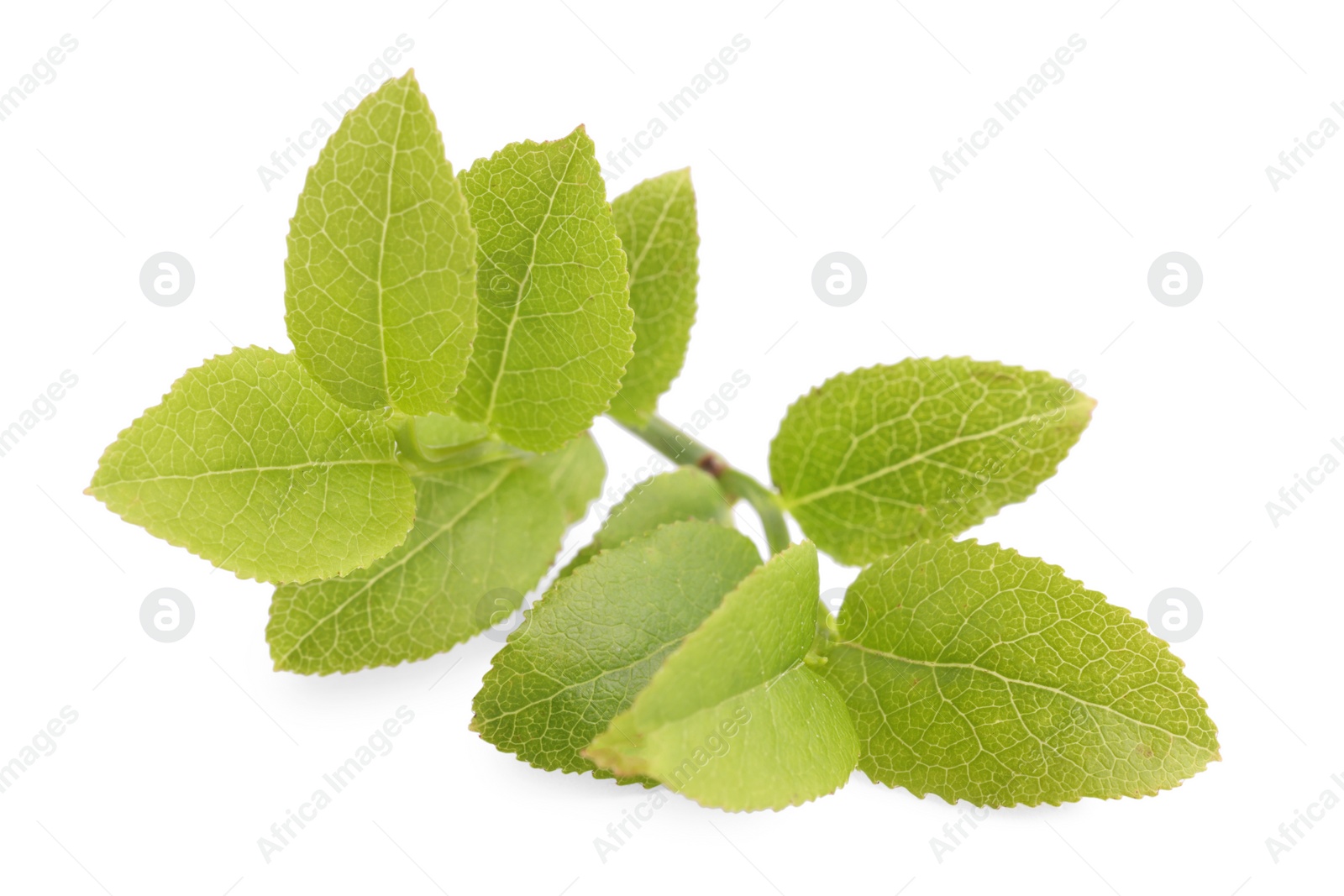 Photo of Bilberry twig with fresh green leaves isolated on white