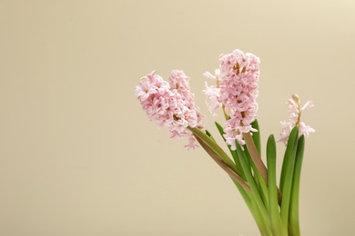 Photo of Beautiful spring hyacinth flowers on color background. Space for text