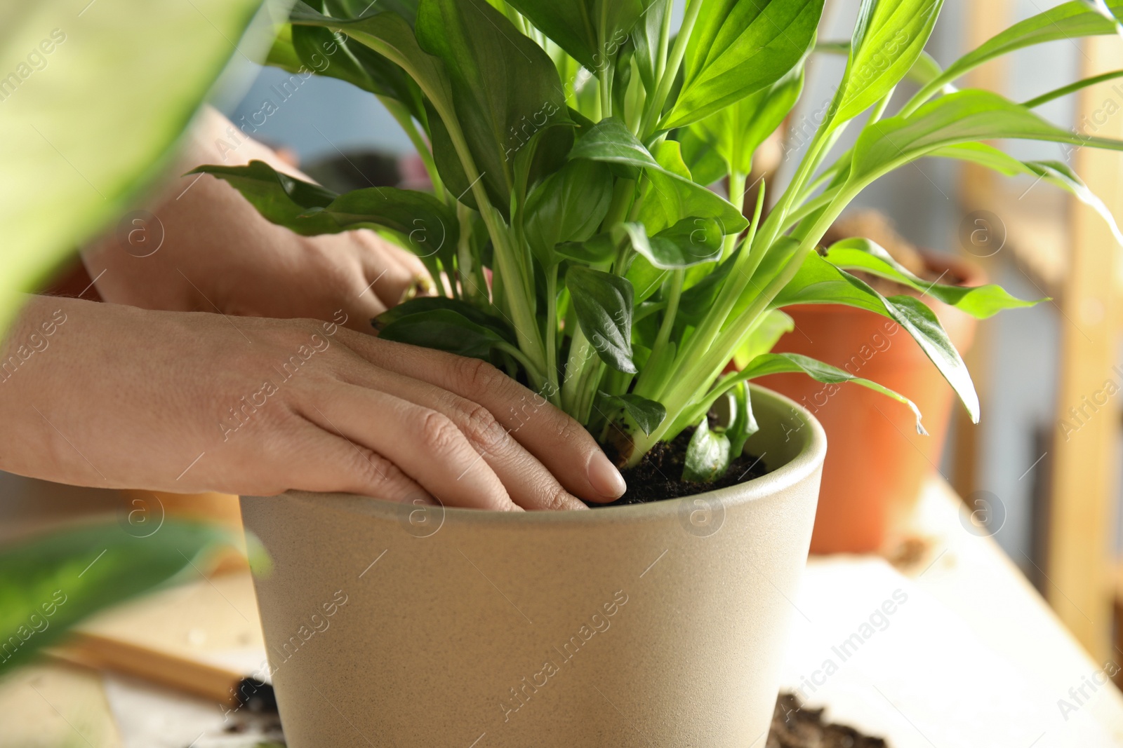 Photo of Woman transplanting home plant into new pot at table, closeup