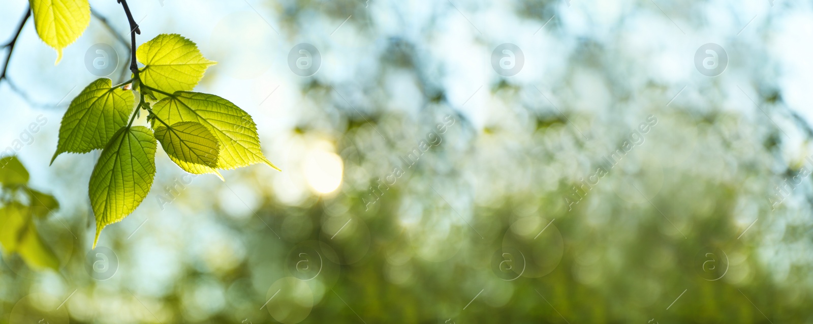 Image of Tree branch with green leaves on sunny day. Springtime