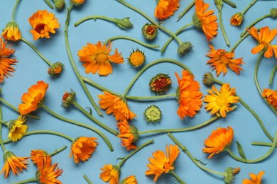 Photo of Flat lay composition with beautiful calendula flowers on light blue background