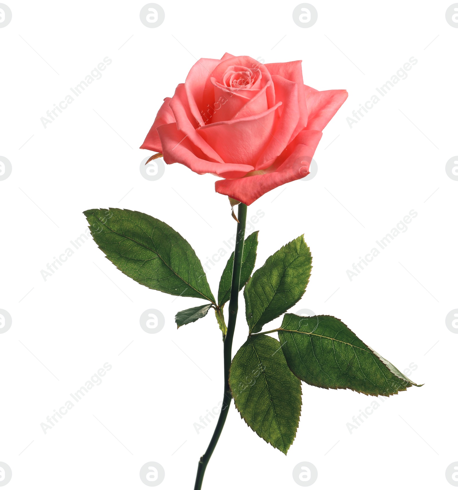 Photo of Beautiful blooming pink rose on white background