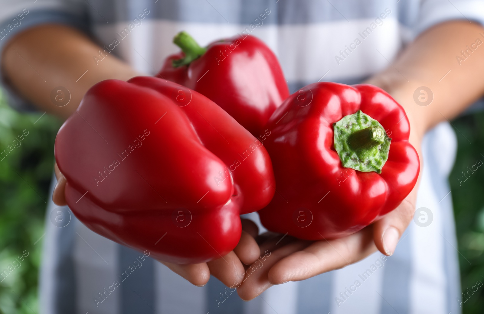 Photo of Farmer holding fresh ripe bell peppers, closeup view