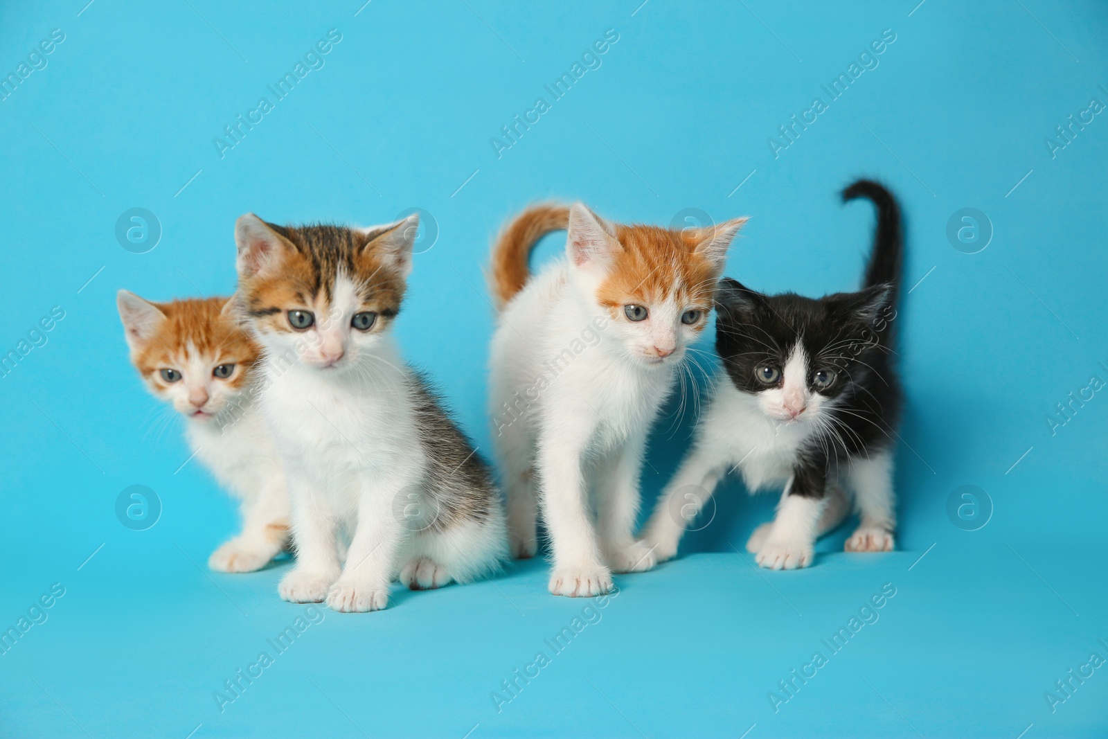 Photo of Cute little kittens on light blue background. Baby animals