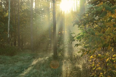 Photo of Majestic view of forest with sunbeams shining through trees in morning