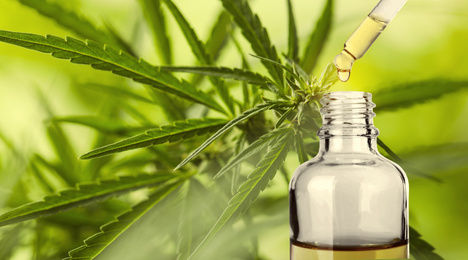 Image of Hemp oil and plant on background. Space for text