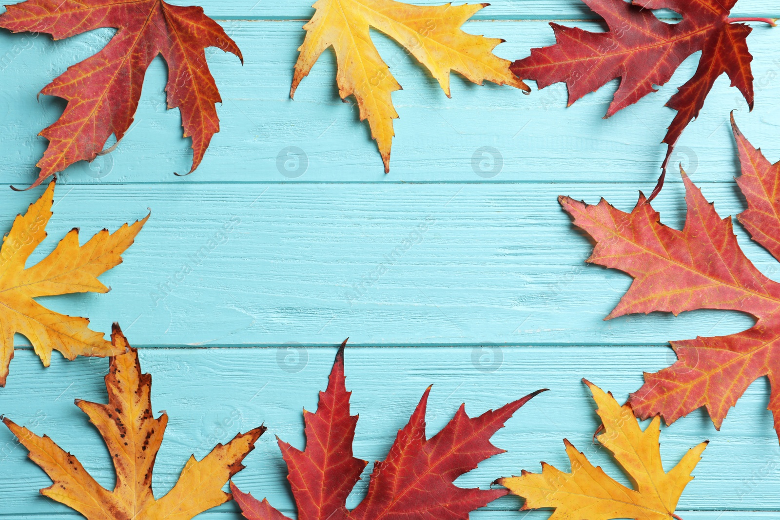 Photo of Frame made of autumn leaves on light blue wooden background, flat lay. Space for text