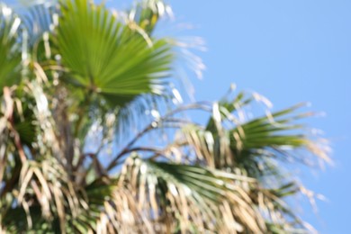 Photo of Blurred view of beautiful palm tree on sunny day