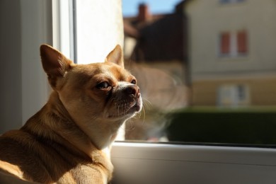 Photo of Alone small chihuahua dog near window indoors