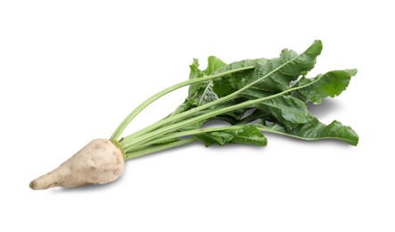 Photo of Sugar beet with leaves on white background