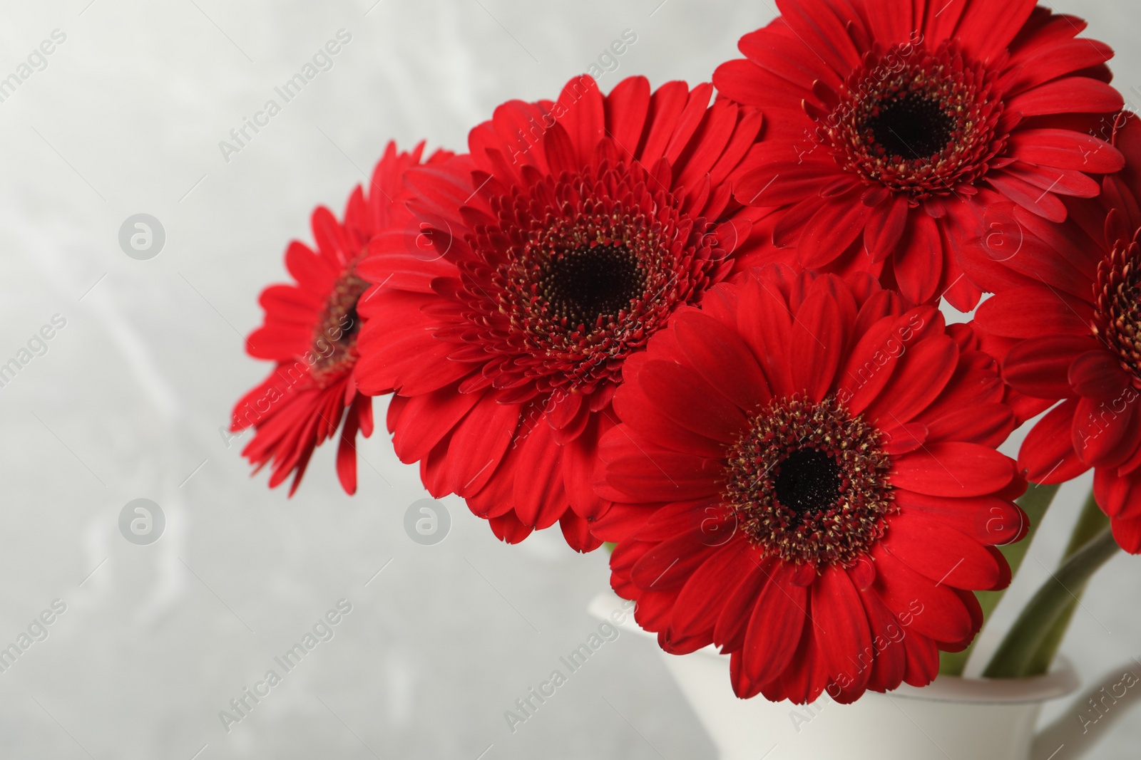 Photo of Bouquet of beautiful red gerbera flowers in ceramic jug on light grey background, closeup. Space for text