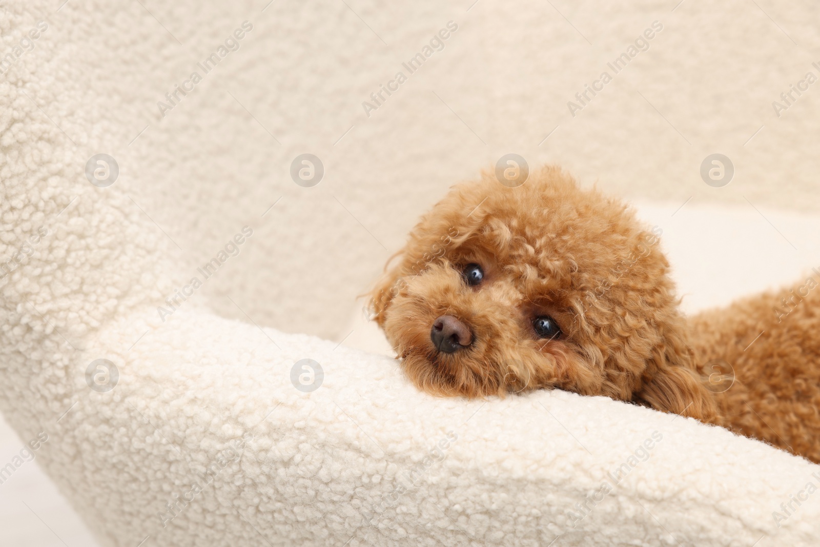 Photo of Cute Maltipoo dog resting on armchair, space for text. Lovely pet