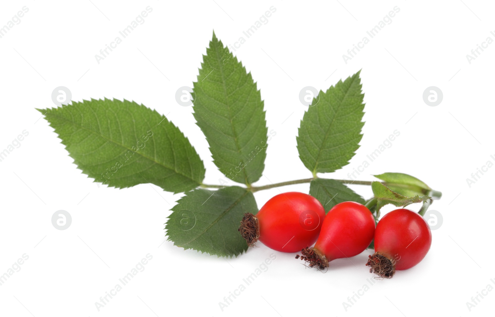 Photo of Ripe rose hip berries with green leaves on white background