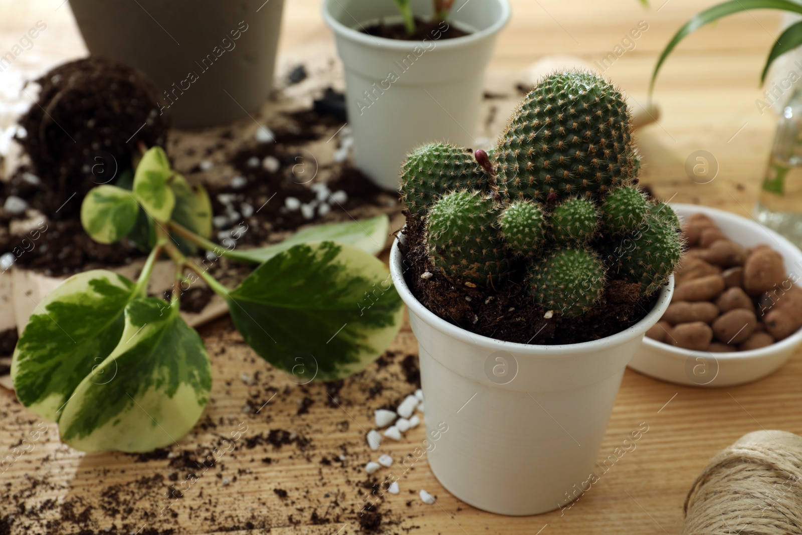 Photo of Beautiful houseplant in pot on wooden table