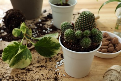 Beautiful houseplant in pot on wooden table