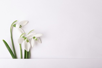 Photo of Beautiful snowdrops on white background, top view