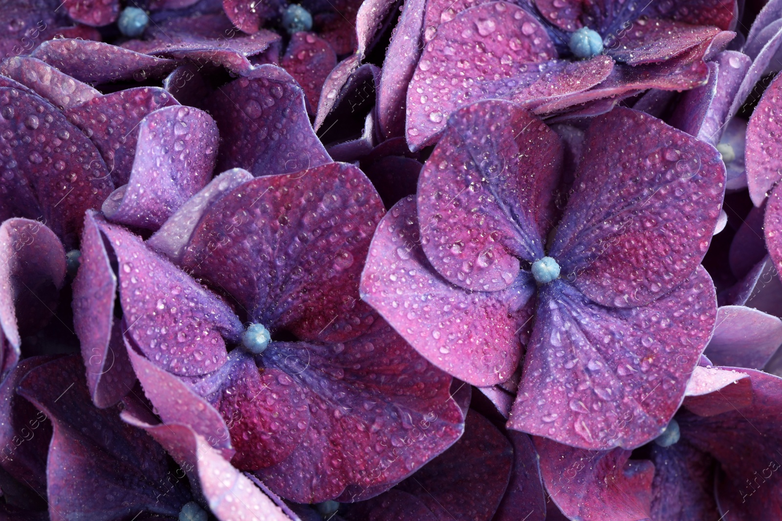 Photo of Beautiful violet hortensia flowers with water drops as background, closeup