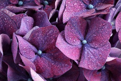 Beautiful violet hortensia flowers with water drops as background, closeup