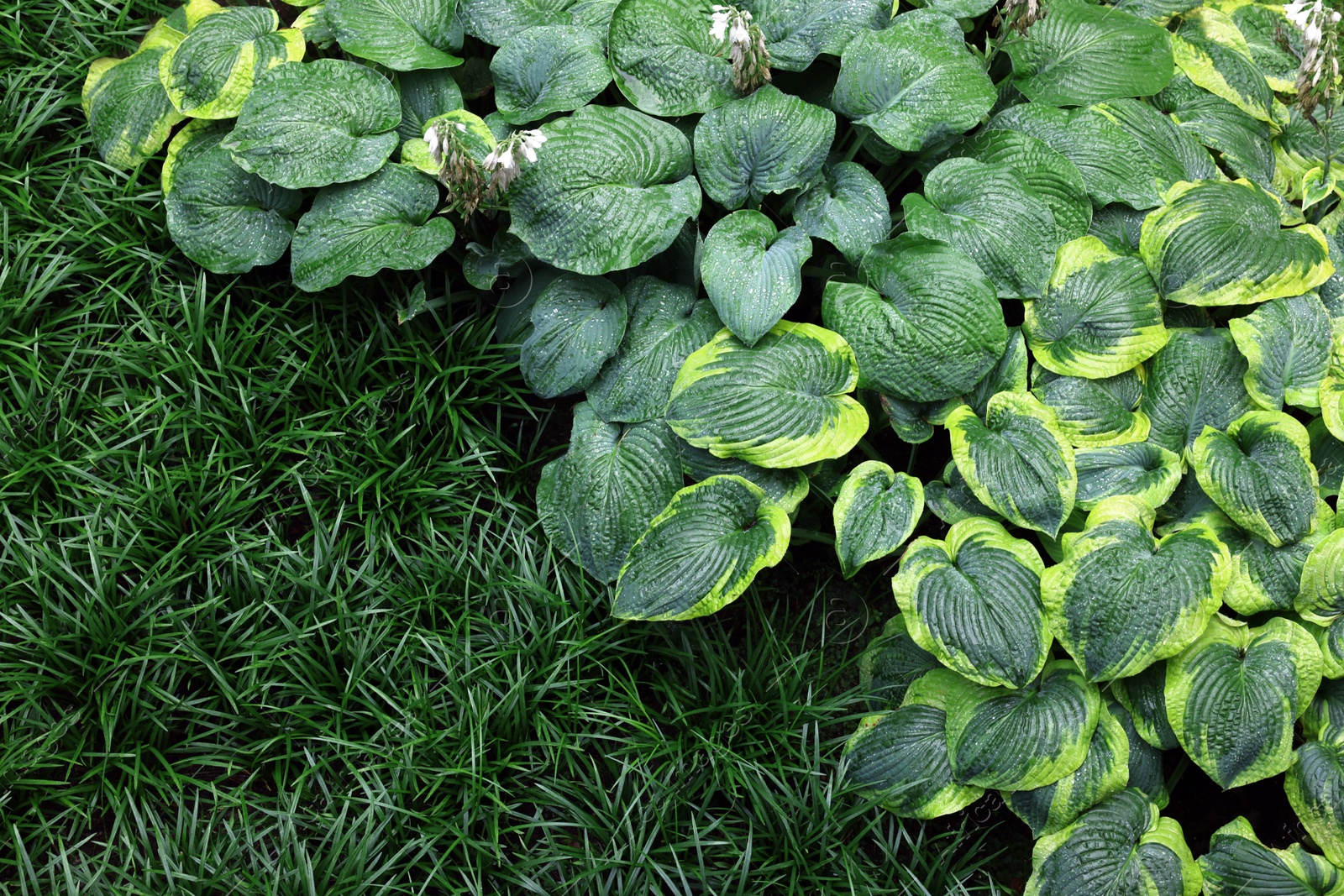 Photo of Beautiful hostas and green grass outdoors, top view