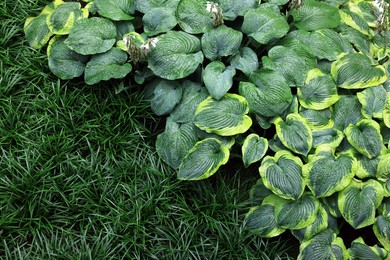 Beautiful hostas and green grass outdoors, top view