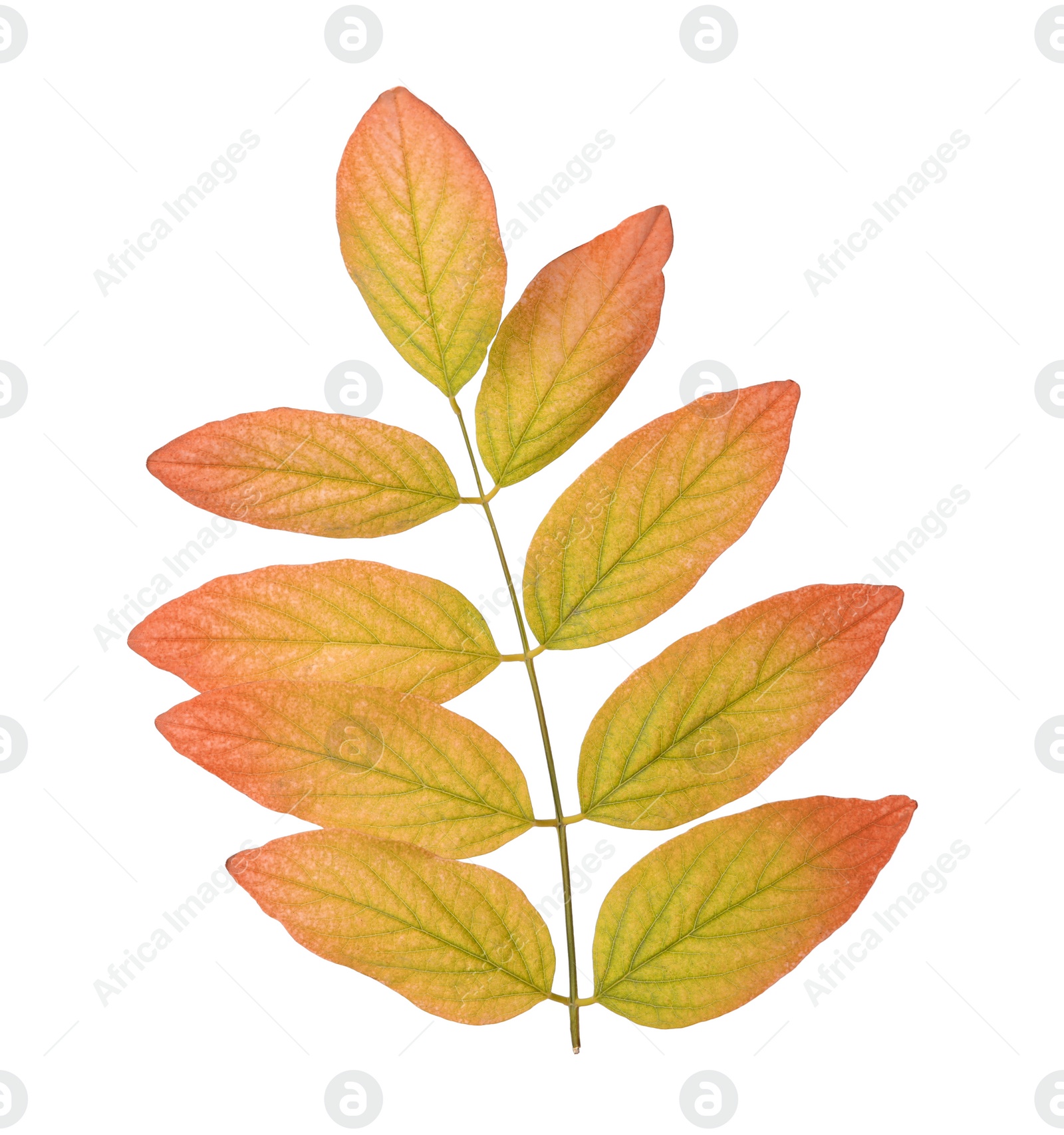 Photo of Twig with beautiful leaves isolated on white. Autumn season