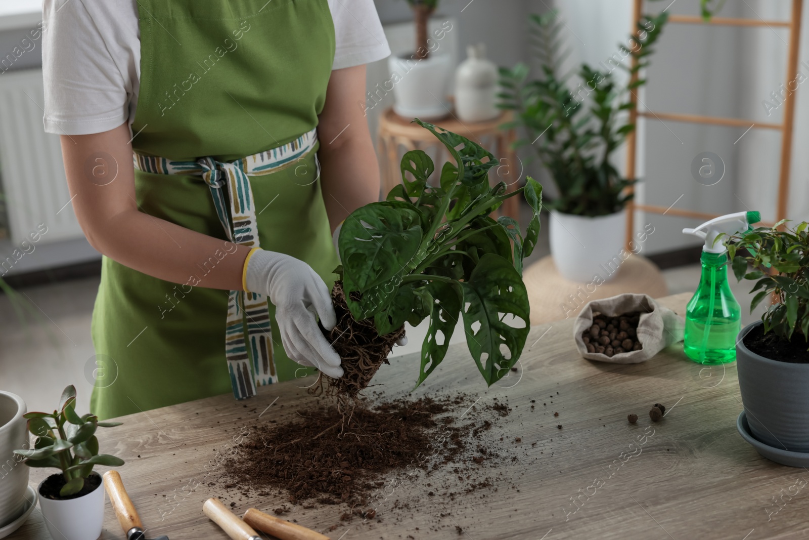 Photo of Woman transplanting beautiful houseplant at table indoors, closeup