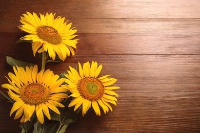 Beautiful bright sunflowers on wooden background, flat lay. Space for text