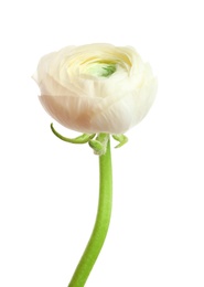 Beautiful ranunculus flower on white background