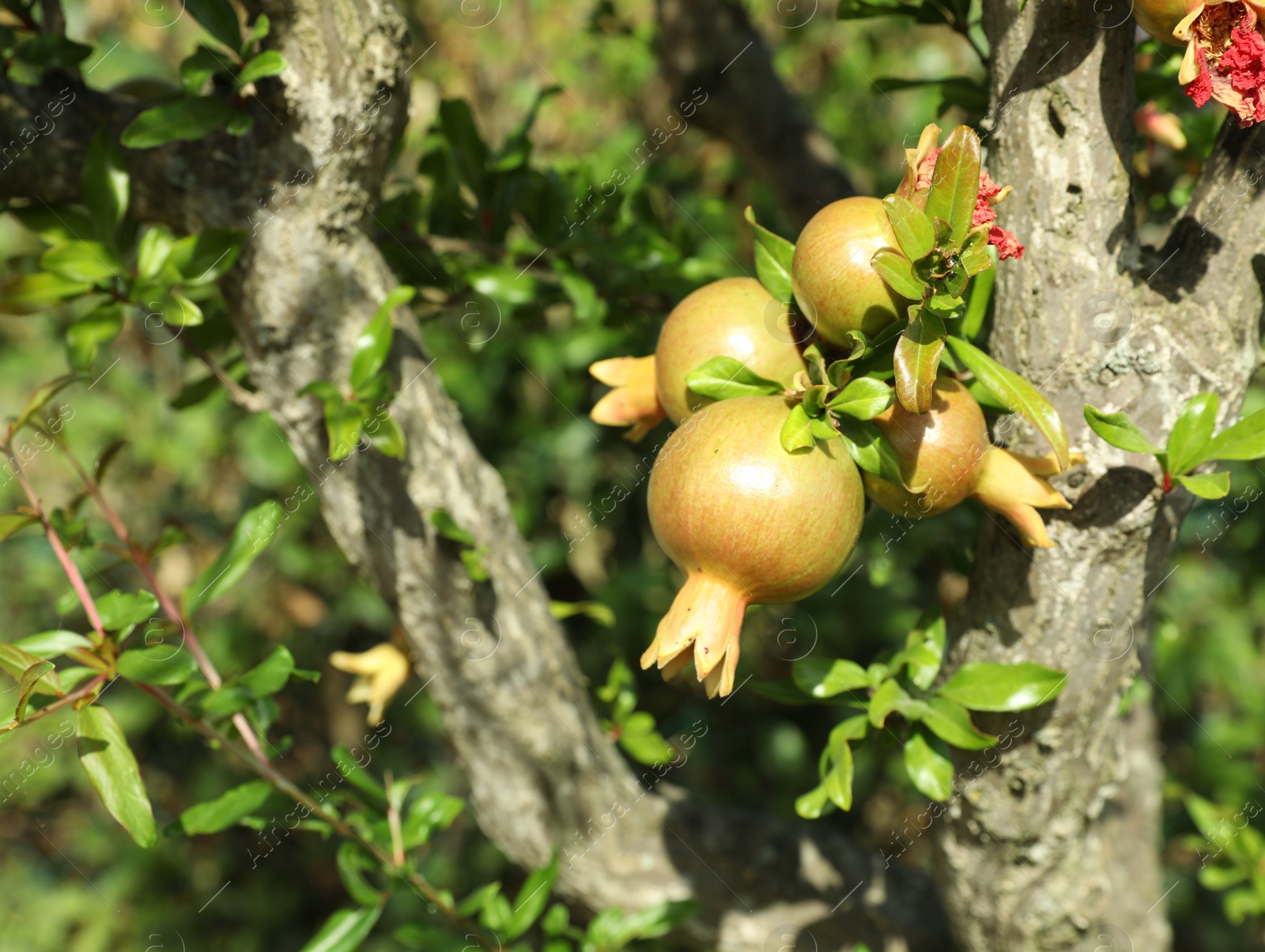 Photo of Pomegranate tree with fruits in garden on sunny day