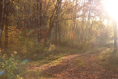 Pathway with fallen leaves and beautiful trees on autumn day