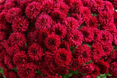 Photo of Beautiful bouquet of aromatic chrysanthemum flowers, closeup