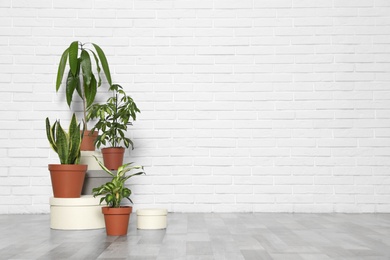 Photo of Different indoor plants at white brick wall, space for text. Trendy home interior decor