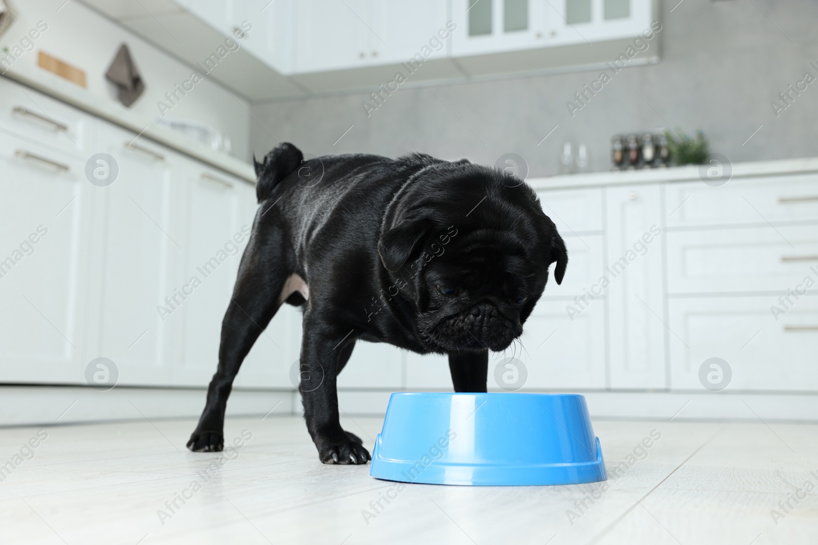 Photo of Cute Pug dog eating from plastic bowl in kitchen