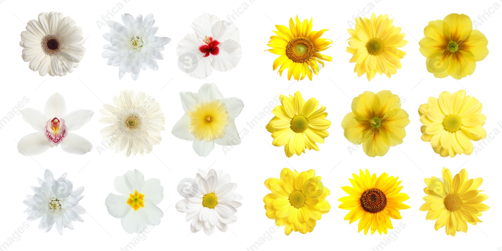 Image of Set with different beautiful flowers on white background. Banner design