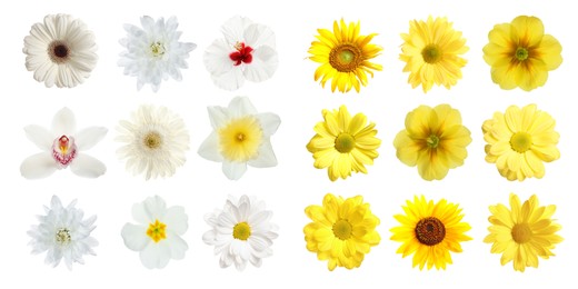 Set with different beautiful flowers on white background. Banner design