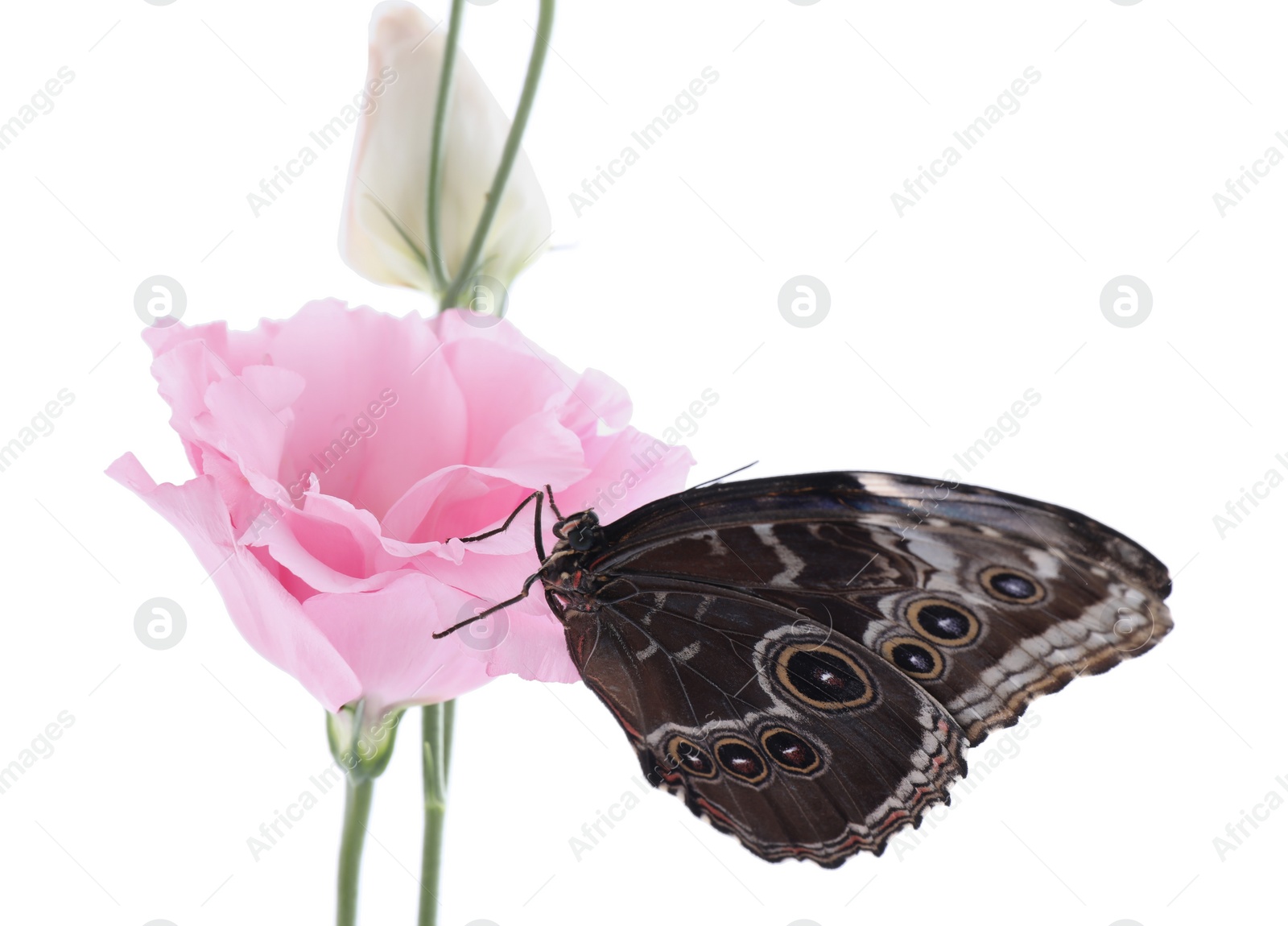 Photo of Beautiful common morpho butterfly sitting on eustoma flower against white background