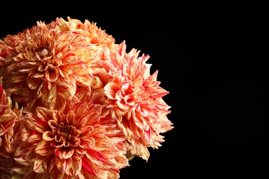 Photo of Beautiful coral dahlia flowers on black background, closeup. Space for text