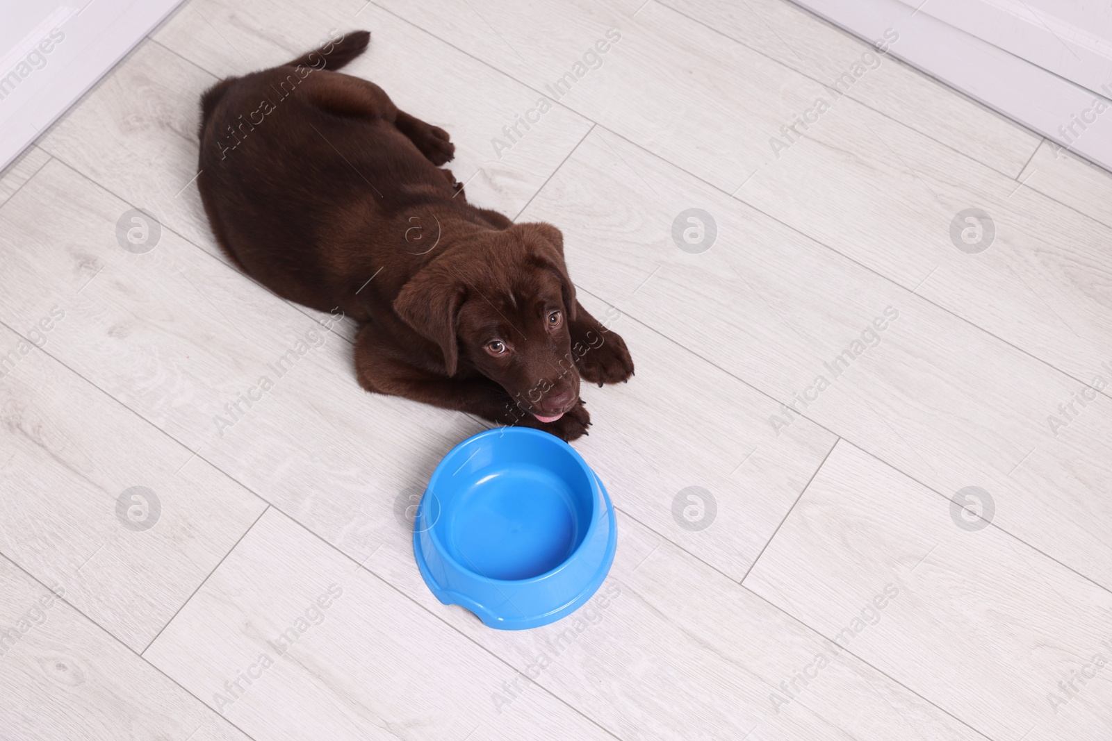 Photo of Cute chocolate Labrador Retriever puppy near feeding bowl on floor indoors, above view. Lovely pet