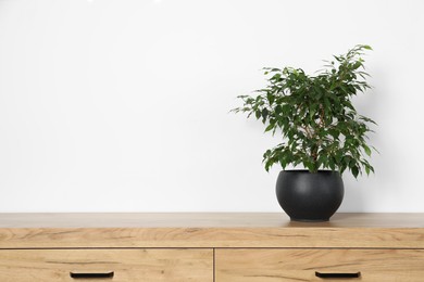 Potted ficus on wooden chest of drawers near white wall, space for text. Beautiful houseplant