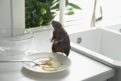 Photo of Rat near dirty plate on kitchen counter. Pest control