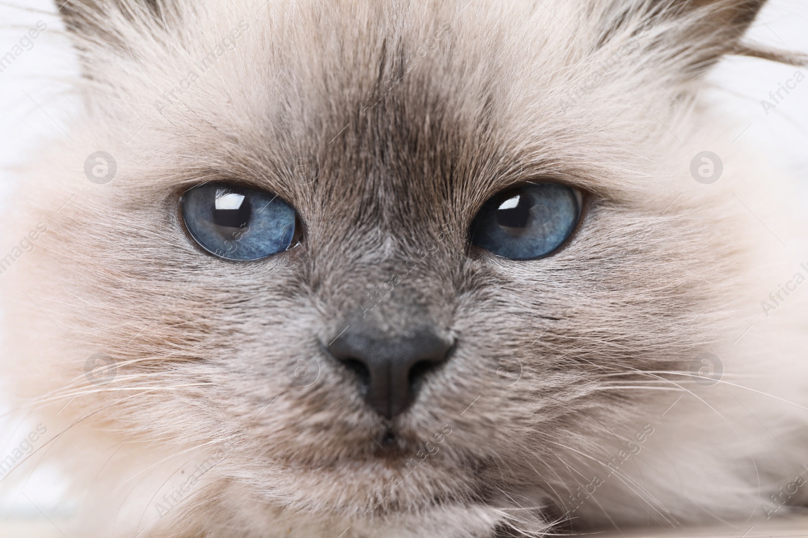 Photo of Birman cat with beautiful blue eyes, closeup