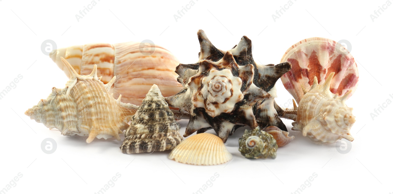 Photo of Beautiful exotic sea shells isolated on white