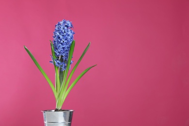 Photo of Beautiful hyacinth in metal bucket on color background, space for text. Spring flower