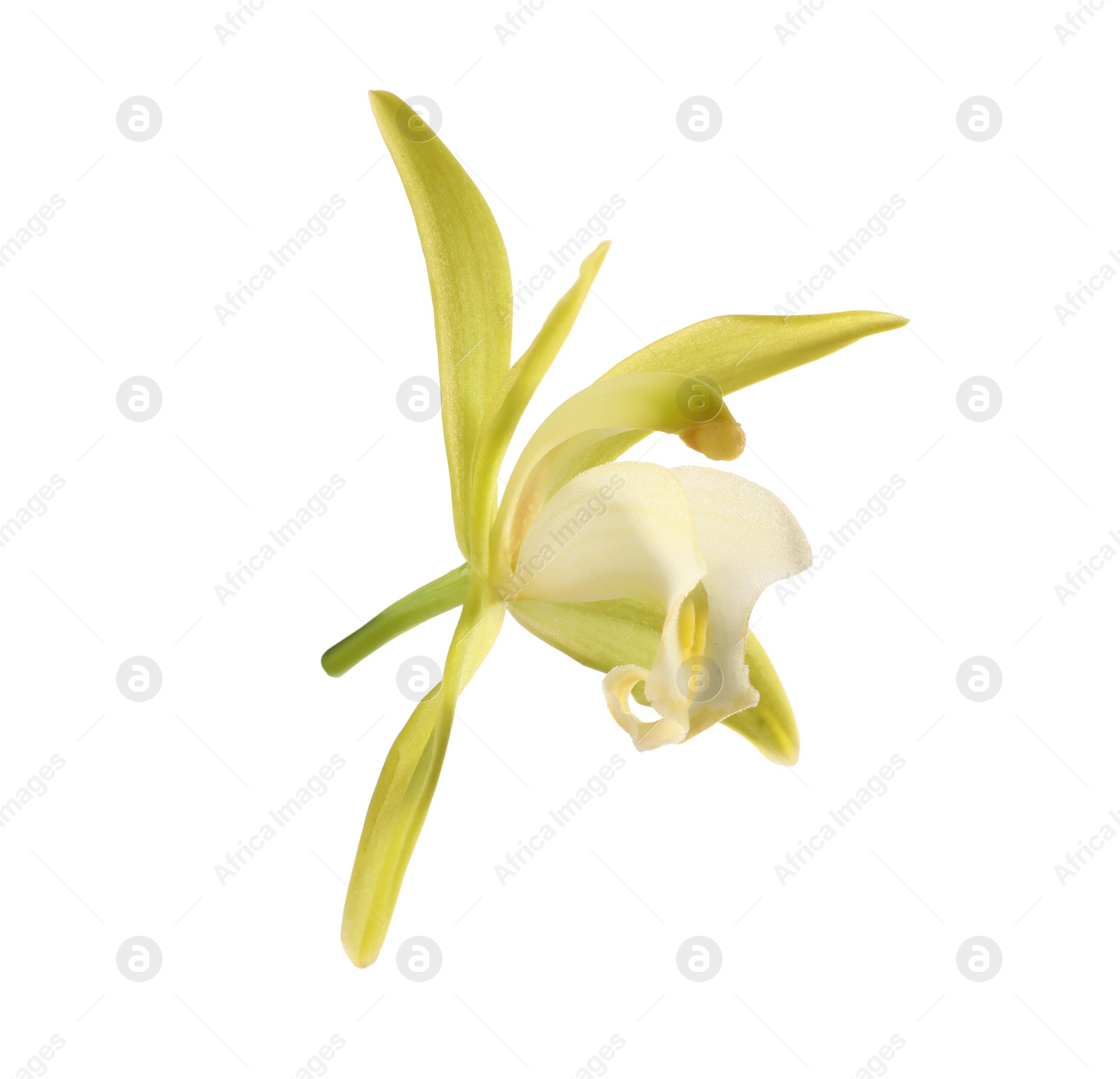 Photo of Yellow vanilla orchid flower isolated on white