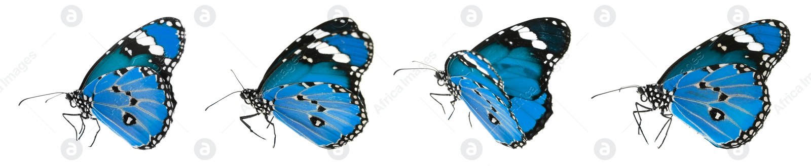 Image of Blue butterflies on white background. Beautiful insect