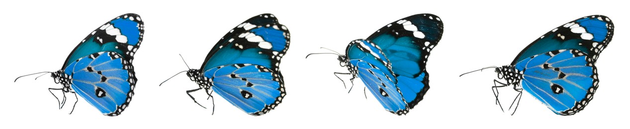 Image of Blue butterflies on white background. Beautiful insect